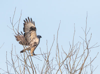 Fjllvrk / Rough-legged Buzzard