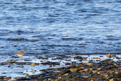 Rdbena / Common Redshank