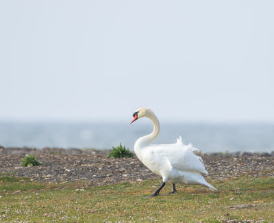 Knlsvan / Mute Swan