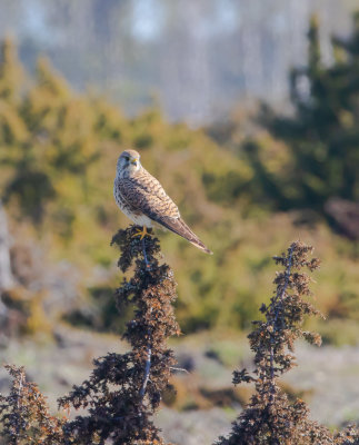 Tornfalk / Common Kestrel