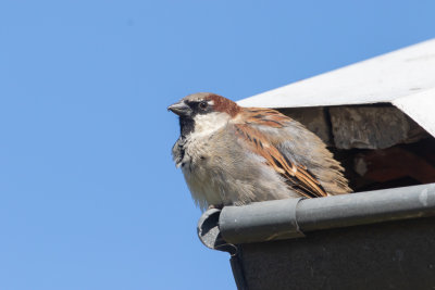 Grsparv / House Sparrow / Male