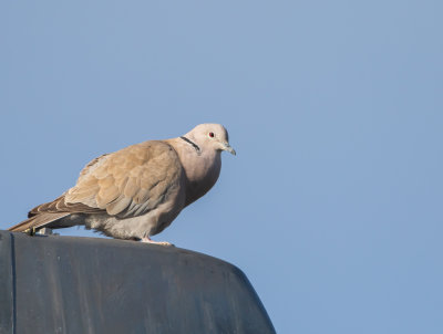 Turkduva / Eurasian Collared Dove