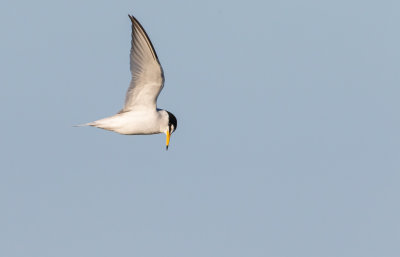 Smtrna / Little Tern