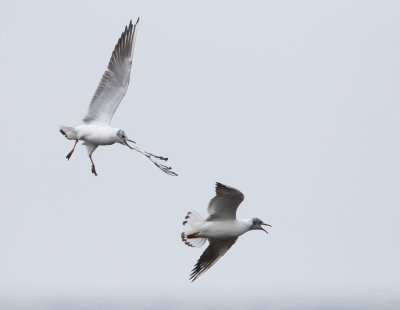 Skrattms / Black-headed Gull