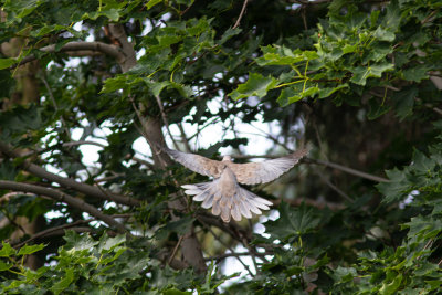 Turkduva / Collared Dove