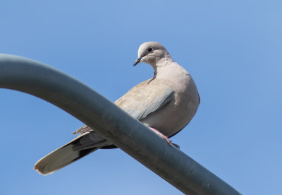 Turkduva / Collared Dove