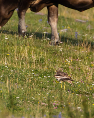 Tjockfot / Stone curlew