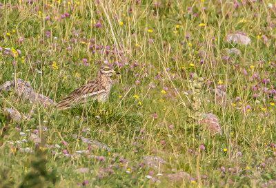 Tjockfot / Stone curlew