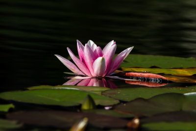 Röd näckros / Red Water-lily