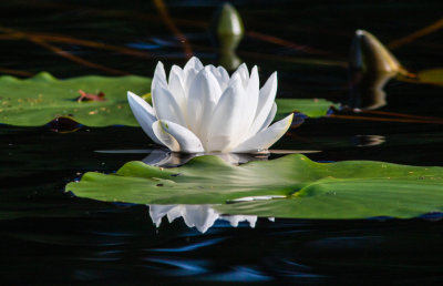 Vit nckros / White Water-lily