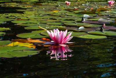 Rd nckros / Red water-lily