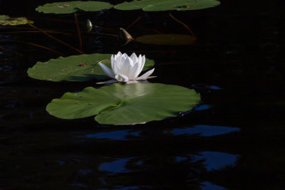 Vit näckros / White Water-lily