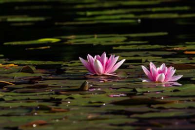 Rd nckros / Red Water-lily