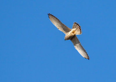 Tornfalk / Common Kestrel