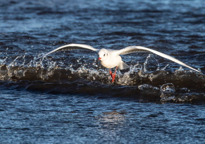 Skrattms / Black-headed Gull