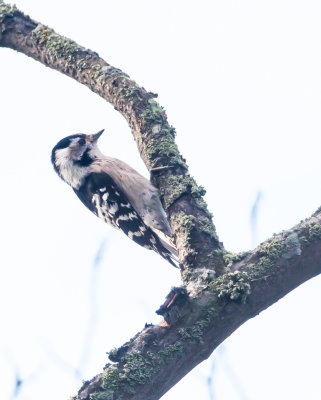 Mindre hackspett / Lesser Spotted Woodpecker