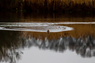 Grsand hona / Mallard female