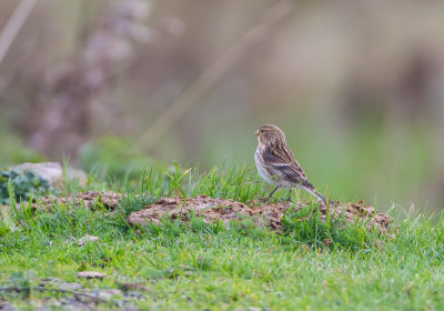 Vintehmpling / Twite