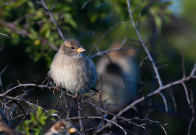 Grsparv hona / House sparrow female