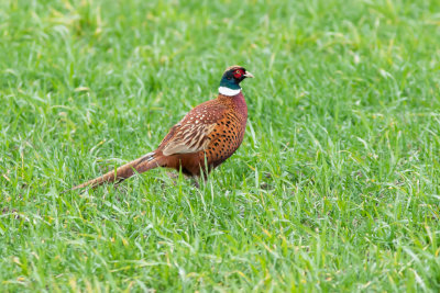 Fasan / Pheasant / Male