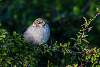 Grsparv hane / House sparrow male
