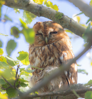 Kattuggla / Tawny Owl