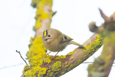 Kungsfgel / Goldcrest