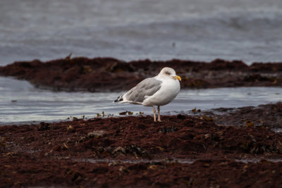 Grtrut / Herring Gull