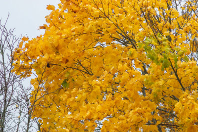 Hstlv lnn / Autumn maple leafs