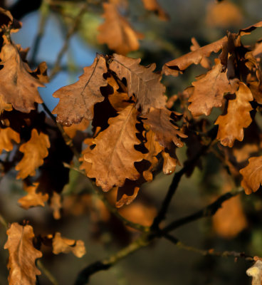 Eklv i december / Oak leaves in december