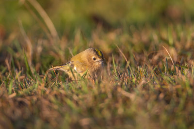 Kungsfgel / Goldcrest