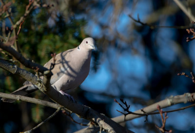 Turkduva / Eurasian Collared Dove