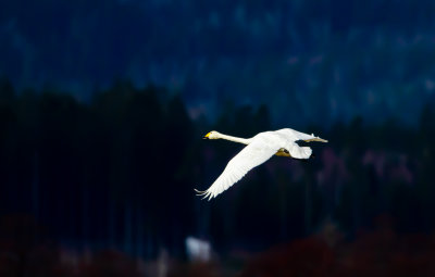 Sngsvan / Whopper Swan