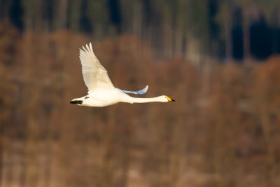 Sngsvan / Whooper Swan