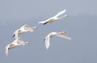 Sngsvan / Whooper Swan