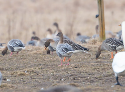 Spetsbergsgs / Pink-footed Goose and Sdgs / Bean Goose