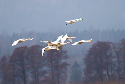 Sngsvan / Whooper Swan