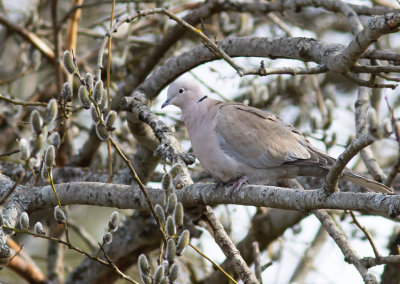 Turkduva / Eurasian Collared Dove