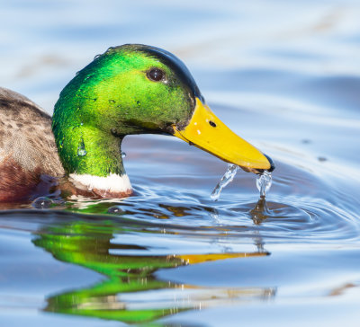 Grsand / Mallard / Male