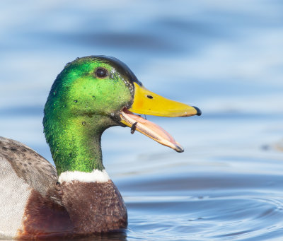 Grsand / Mallard / Male