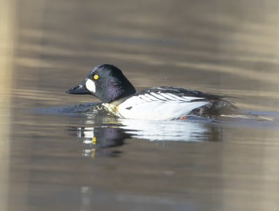 Knipa / Common Goldeneye / male