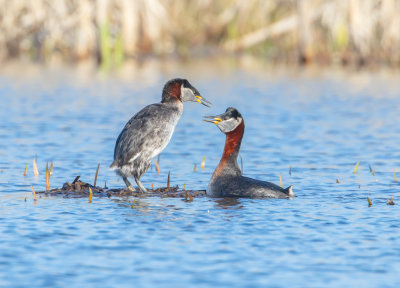 Grhakedopping / Red-necked Grebe