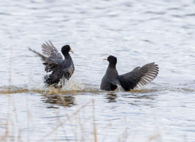 Sothna / Eurasian Coot