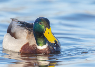 Grsand / Mallard / Male