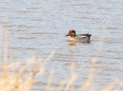 Kricka / Common Teal / male