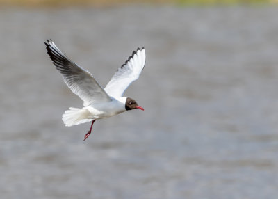 Skrattms / Black-headed Gull