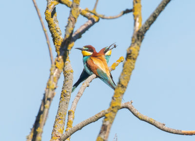 Bitare / European Bee-eater