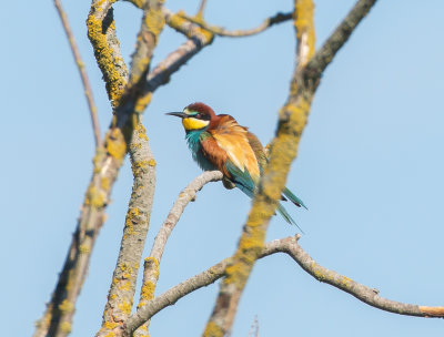 Bitare / European Bee-eater