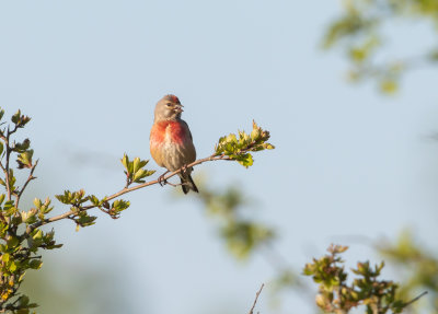 Hmpling / Common Linnet / Male