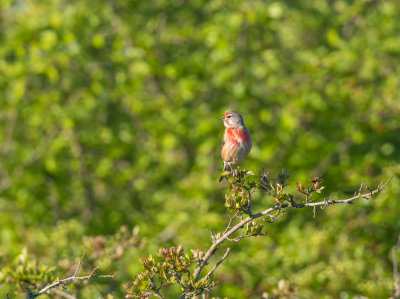 Hmpling / Common Linnet / Male